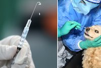 Očkování zvířat proti covidu? Vakcína se pro ně chystá, prozradil virolog Černý