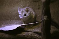 Unikátní dravci v brněnské zoo: Žijí jen krátce a na jejich mláďata je potřeba lupa