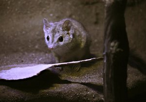 Brněnská zoo získala vakorejsky čtyřprsté známé jako kowari. Návštěvníci je najdou v Exotáriu.