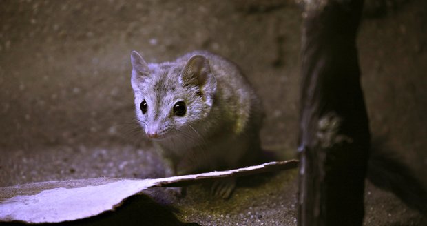 Unikátní dravci v brněnské zoo: Žijí jen krátce a na jejich mláďata je potřeba lupa