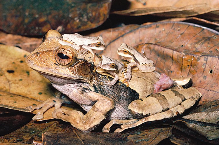 Samice vakorosniček rodu Gastrotheca mají na zádech vak. V něm nosí vajíčka a později i pulce až do doby, kdy se promění v žabky