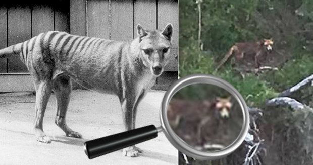 Tasmánský tygr žije? Měl být přes 80 let vyhynulý, vědci ho zpozorovali