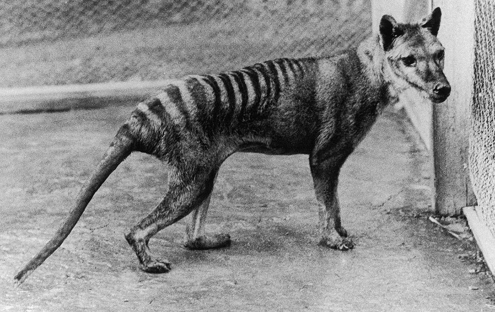Poslední známý vakovlk na fotce v Hobartské zoologické zahradě z roku 1933.
