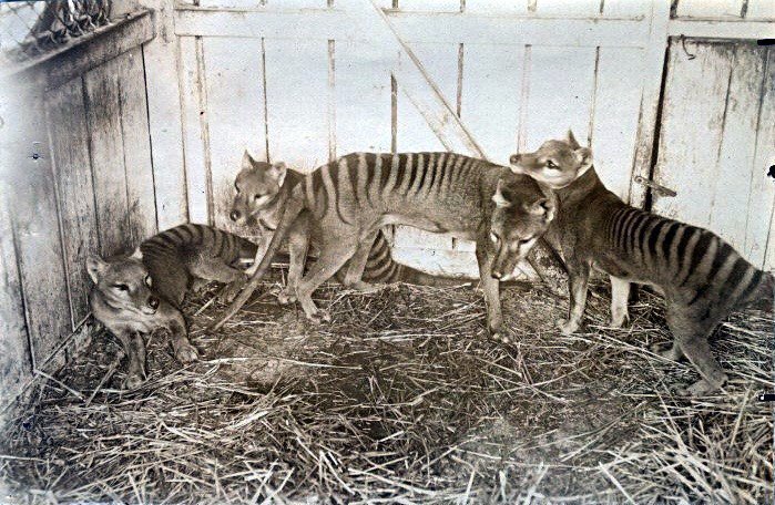 Rodina vakovlků na fotografii z roku 1910