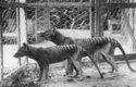 Poslední vakovlk uhynul v zoologické zahradě v roce 1936. Až tehdy začali v Tasmánii vakovlka chránit. Pozdě.