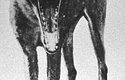 Poslední vakovlk uhynul v zoologické zahradě v roce 1936. Až tehdy začali v Tasmánii vakovlka chránit. Pozdě.