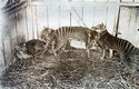 Poslední vakovlk uhynul v zoologické zahradě v roce 1936. Až tehdy začali v Tasmánii vakovlka chránit. Pozdě.