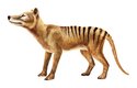 Vakovlk byl poměrně štíhlý, při kohoutkové výšce asi 60 cm vážil 20–30 kg