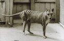 Historická fotografie posledního žijícího vakovlka v hobartské zoo