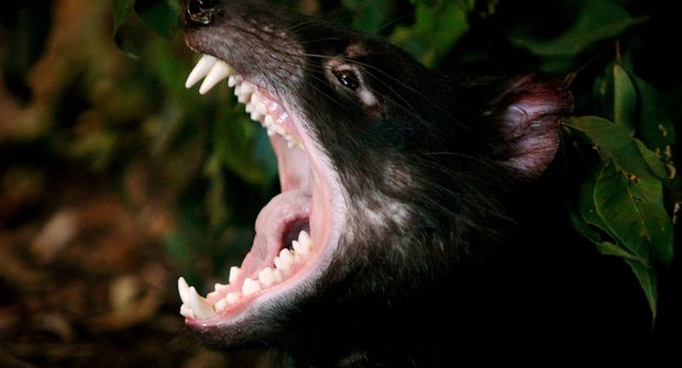 Nesmrtelný ďábel: Vědci přečetli tasmánského čertíka