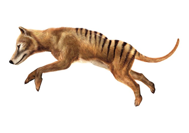 Vakovlk byl poměrně štíhlý, při kohoutkové výšce asi 60 cm vážil 20–30 kg