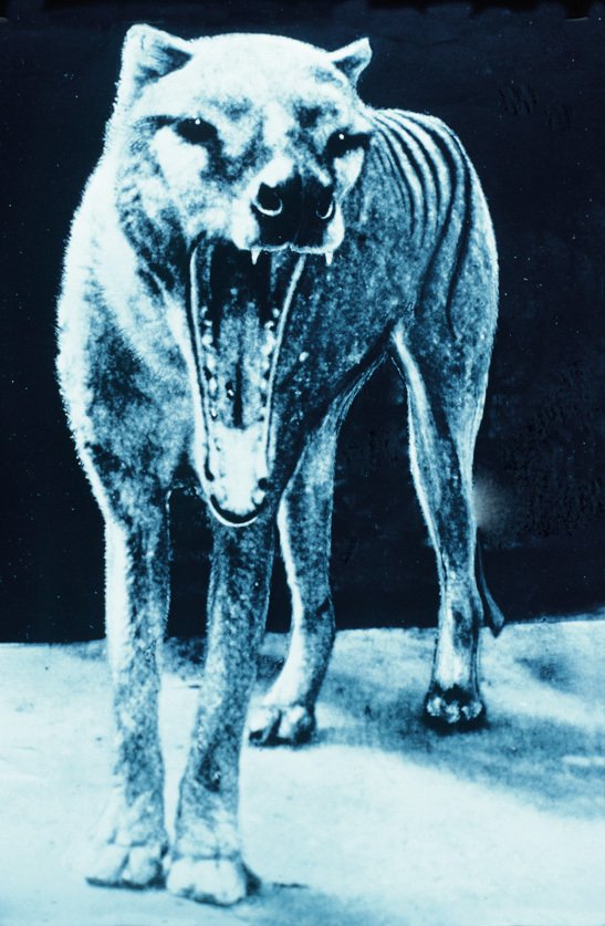 Vakovlk dokázal rozevřít čelisti v mnohem větším úhlu než psovité šelmy