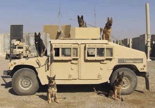 Policejní psi poskytují vojákům neocenitelnou službu