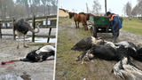Popravení pštrosi a utracené šelmy: Rusové bez milosti bombardují i zoologické zahrady