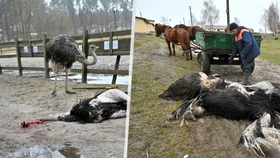 Rusové neušetřili ani zvířata v Jasnorodce.