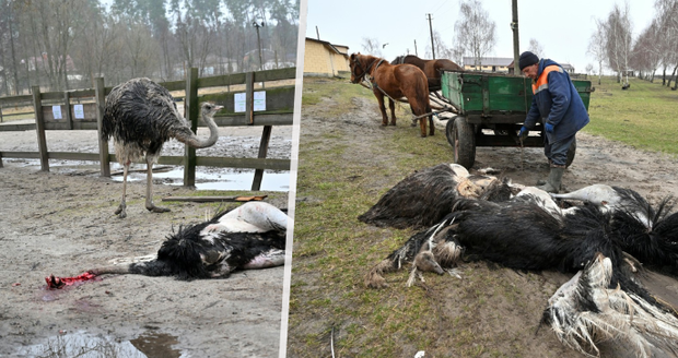 Popravení pštrosi a utracené šelmy: Rusové bez milosti bombardují i zoologické zahrady