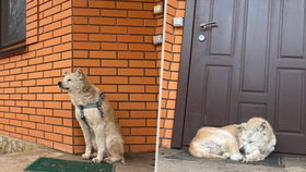 Osiřelý mazlíček už měsíc čeká před domem na svou paničku Taťánu. Ta se ale nikdy nevrátí, zabili ji Čečenci spojení s ruskými okupanty.