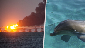 S obranou ruských vod mají pomáhat delfíni.