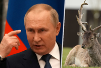 Vladimir Putin se snaží posilnit svou potenci a zdraví: Koupele v krvi paroží jelenů!