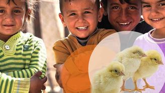 Velikonoční kuřata pro ohrožené lidi v Sýrii