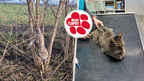 Otřesné týrání kocourka ve Valticích: Za nohy ho pověsili na strom!  