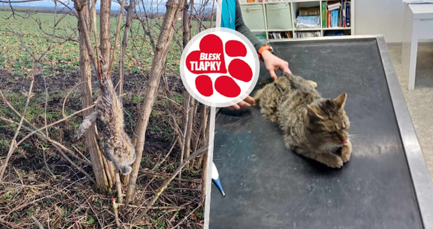 Otřesné týrání kocourka ve Valticích: Za nohy ho pověsili na strom!