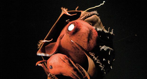 Nejstarší vampýrovka: Upíří chobotnice žila ještě před dinosaury