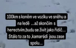 Koně jsou rádi, že mají kamaráda zpátky doma Koně jsou rádi, že mají kamaráda zpátky doma