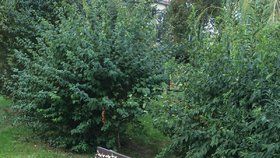Výkon »bezmozka«: V hornopočernickém parku v Ratibořické se kdosi vyřádil s montážní pěnou