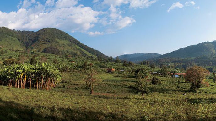 Bwindi leží na jihozápadě Ugandy. Ve zdejším národním parku žijí ještě volně horské gorily.
