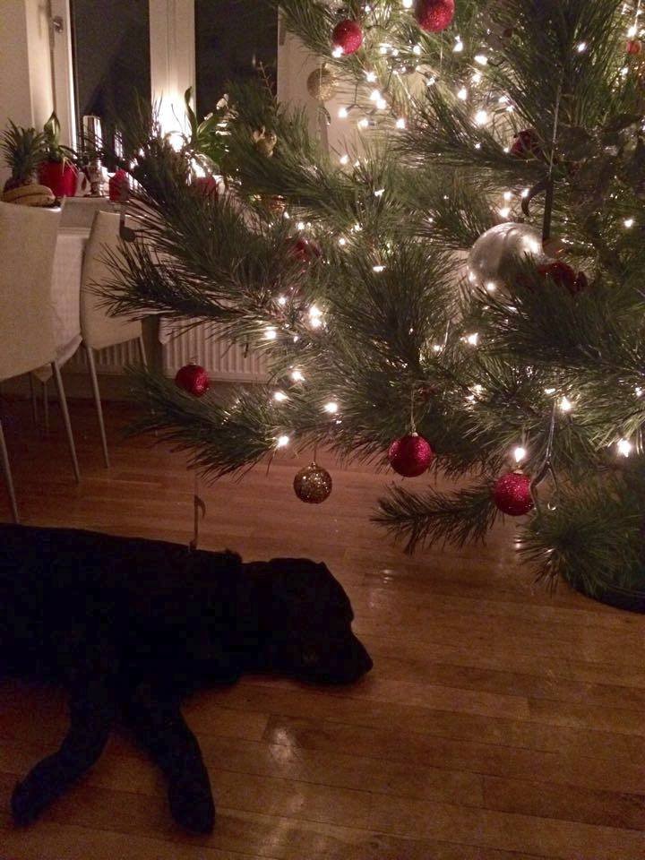 Vánoce u Moniky Absolonové: Pes Jonáš si ustlal pod stromečkem