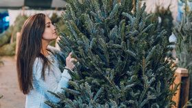 Jak vybrat vánoční stromek: Je lepší jedle, nebo smrk?