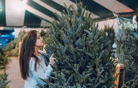 Jak vybrat vánoční stromek: Který neopadá ani ve vytopené místnosti?
