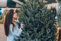 Vánoční stromeček: Je lepší umělý, živý, nebo v květináči? Poradíme vám, jaký si vybrat