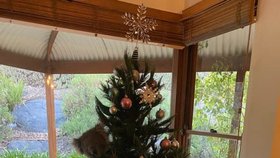 Koala se vplížila do rodinného domu a pověsila se na vánoční stromeček!