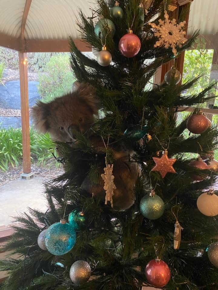 Koala se vplížila do rodinného domu a pověsila se na vánoční stromeček!