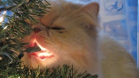 Jestli vaše kočka loví světlušky, budete se muset vzdát vánočních světýlek