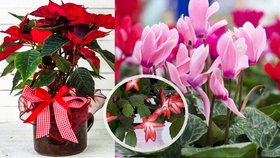 Víte, jak správně pečovat o nejkrásnější vánoční květiny?