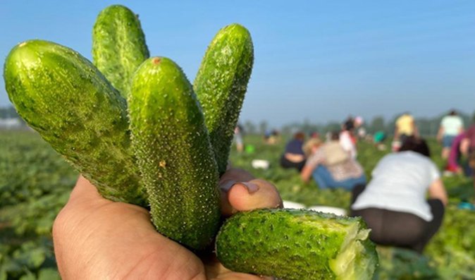 Samosběry ve Vraňanech nekončí – přichází ovocná a zeleninová vlna léta! Samosběry ve Vraňanech nekončí – přichází ovocná a zeleninová vlna léta!