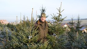Ceny vánočních stromků se už druhým rokem nezvyšují. Hlouběji do kapsy si sáhnou milovníci jedliček. Ty jsou každým rokem dražší.
