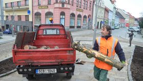 Strakonice narychlo vyměnily stromek, kterému se smálo celé město.