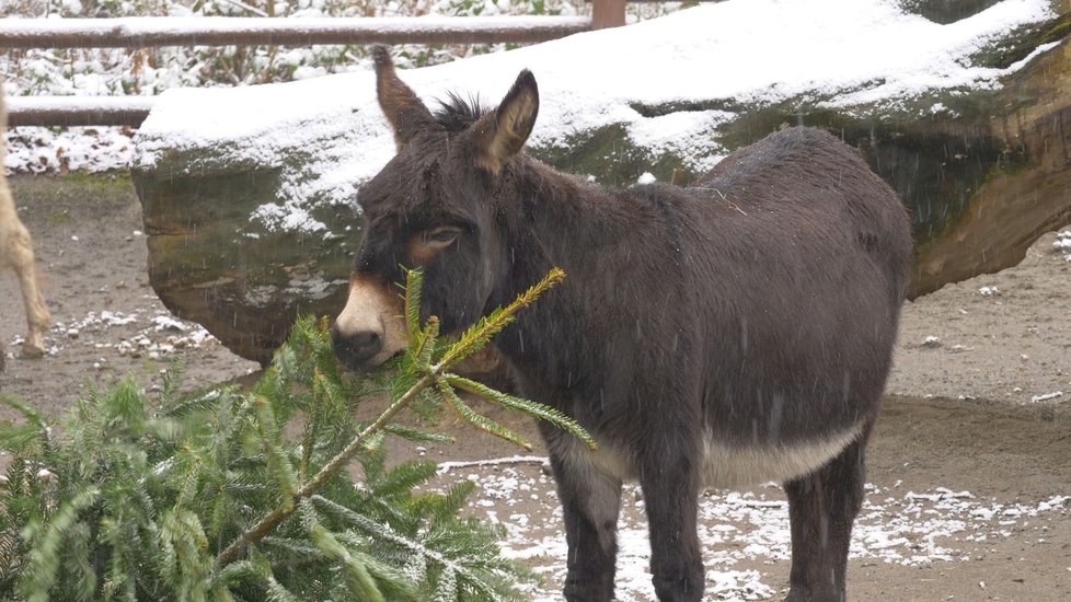 Na sromcích, které dostává zoo přímo od prodejců, si pochutnávají zvířata v zahradě v Ostravě.