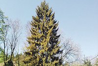 Praha má vánoční strom, z Kladenska!