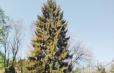 Praha má vánoční strom, z Kladenska!