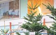 Vánoční stromky se pohybují od 250 do 1500 korun. Záleží na druhu a velikosti.