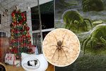 Pavouci, roztoči, brouci. Na vánočním stromečku bydlí tisíce tvorů!