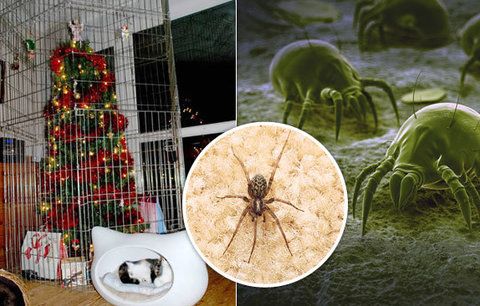 Vánoční stromeček ukrývá až 25 tisíc živých organismů: Co zastaví jejich vpád do vaší domácnosti?