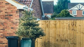 Vánoční svátky už pominuly a stromečkům odzvonilo. Jak se pichláče zbavit co nejsnadněji?