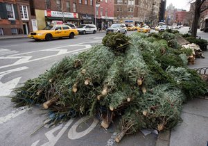 Skryté nebezpečí ve vánočním stromku? O svátcích ožívají blechy a klíšťata!