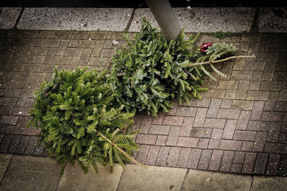 Stromečky po Vánocích zahlcují popeláře